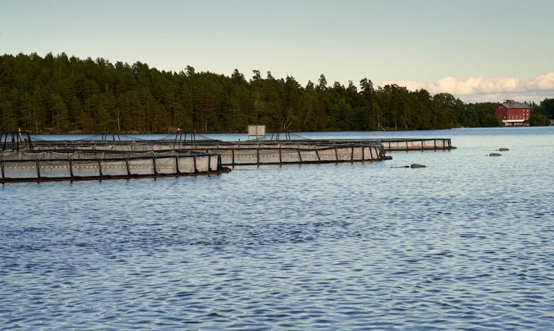 Сълзи върху асфалта: Историята на изгубеното щастие