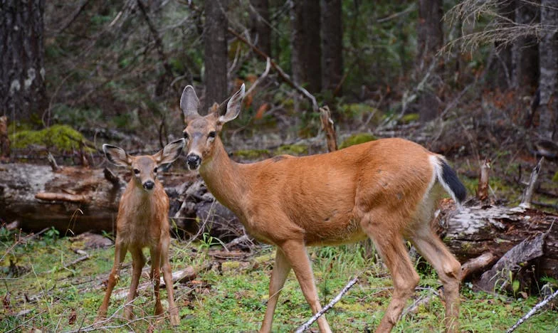 Стаята, която ми отнеха – изповед за семейните граници и самотата