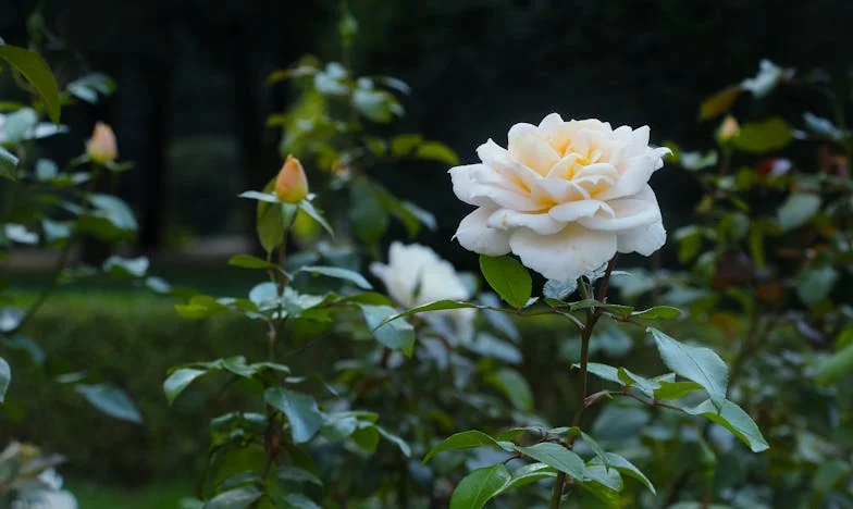Стига толкова! Свекървата ми разрушава брака ни с критиките си