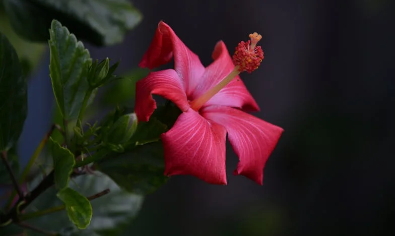 Сянката на рождения ми ден: Борбата на една майка за семейно разбирателство