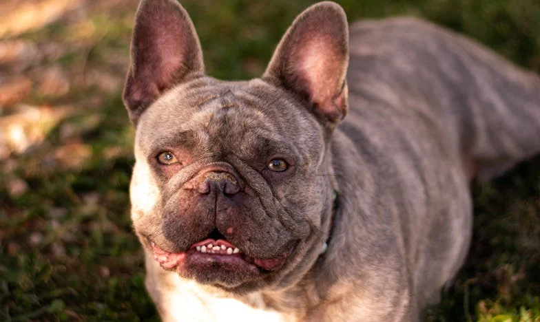 Дядо, защо не искаш да ни е по-добре?