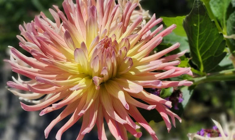 Грешният зет: Историята на Раду и битката за приемане