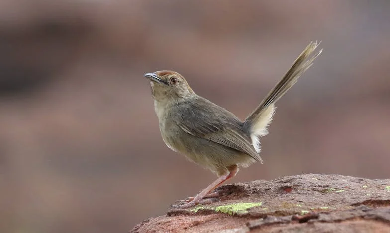 „Как не ви е срам!” – Една неделна трапеза, която разруши всичко