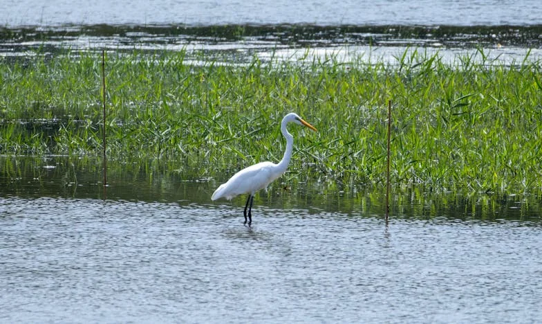 Когато любовта се мери с тенджери: Историята на една българска съпруга