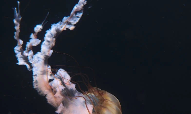 Когато миналото почука на вратата: Историята на Мария, Иван и една неочаквана покана