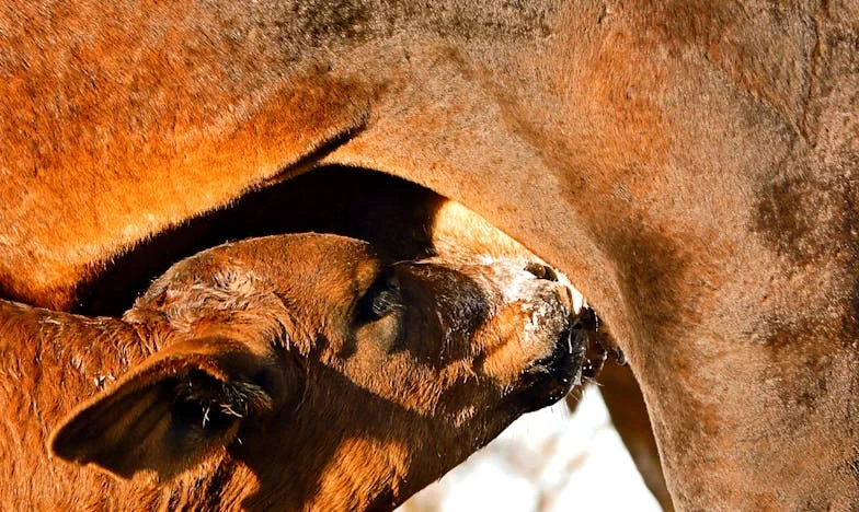 Когато се върнах неочаквано: История за предателството, прошката и себеоткриването