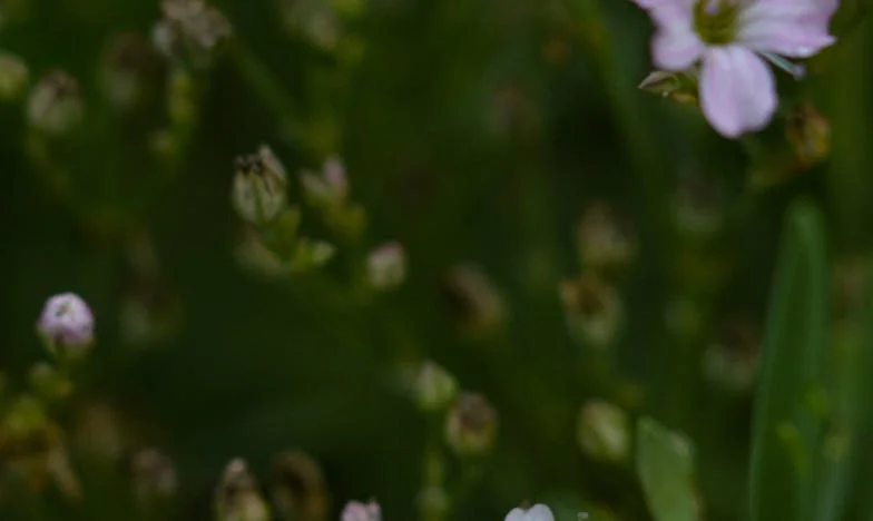 Лятната вила, която никой не иска