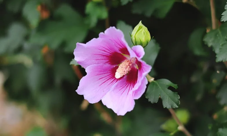 Между два огъня: Когато семейството разкъса сърцето ти