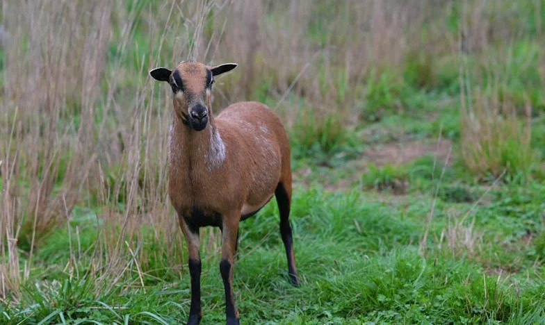 Между любовта и лоялността: Моята борба да приема неговото дете