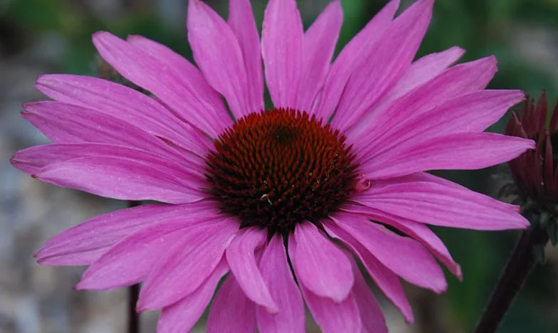 На прага на петдесетте: Оставих жена си заради любов, която никога не угасна