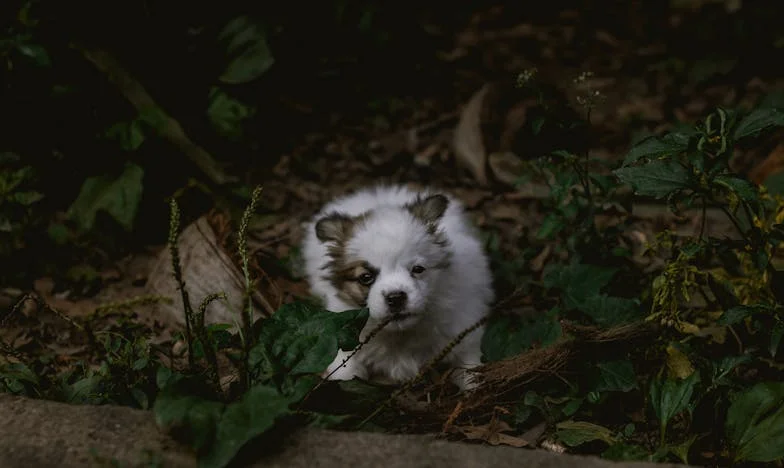 Неочакван гост: Семейно посещение, което преобърна живота ми