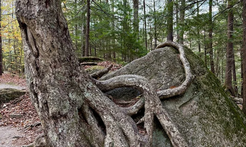 Никога не успях да кажа на мама, че съм бременна: История за семейство, тайни и наследство