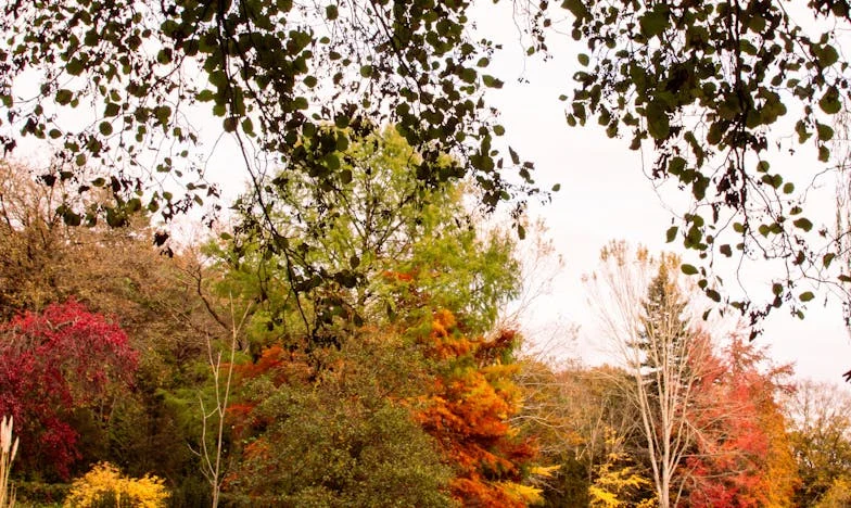 Отмъщението на една снаха: Когато чашите са по-чисти от отношенията