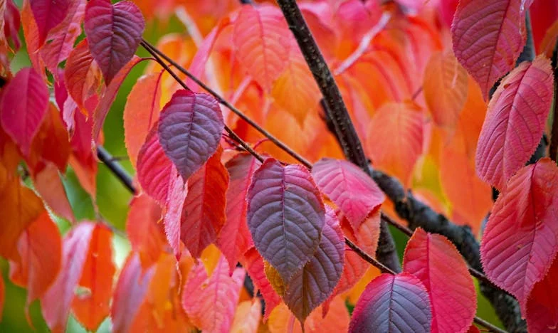 Разкъсано сърце: Синът ми, неговият избор и внучето, което не мога да приема