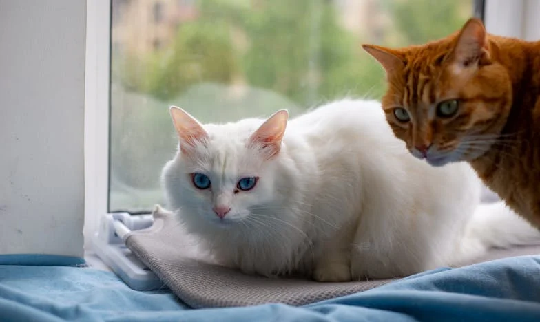 Тежестта на една майчина тайна: Цена на семейното наследство