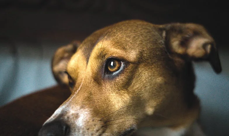 Тежестта на мълчанието: Историята на един син и скритата болест на майка му