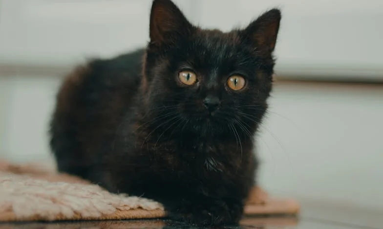 Веригите на мълчанието: Признанието на един баща