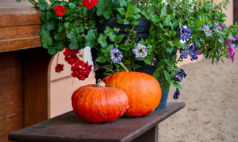 „Ако донесеш това отново, ще те накарам да го изядеш с опаковката“: Историята на една любов, която се превърна в битка за оцеляване