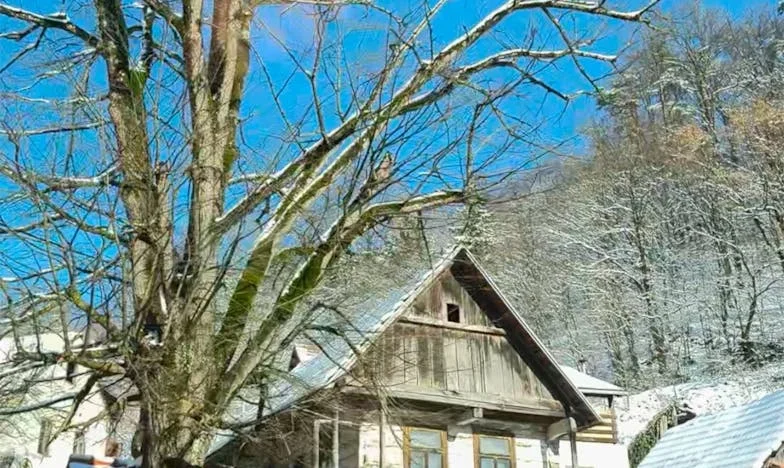 Два пътя към истината: Историята на изгубените близнаци и една жена