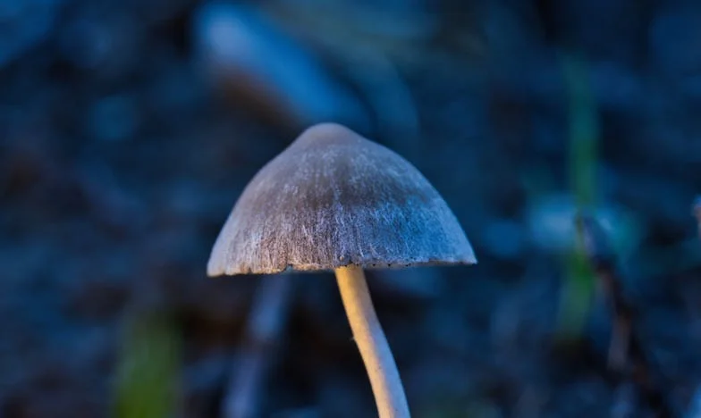 Кофата с презрели краставици и една тайна, която промени всичко