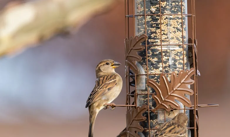 Когато кумовете станаха врагове: История за една сватба и две български семейства