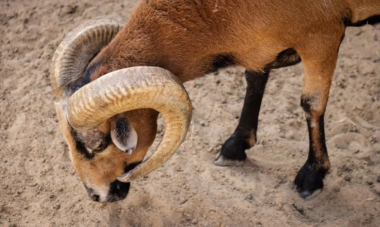 Когато съпругът ми даде цялата ми седмична гозба на свекърва ми – българска семейна драма отвътре