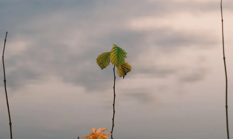 Между доверието и съмнението: Историята на една българска майка