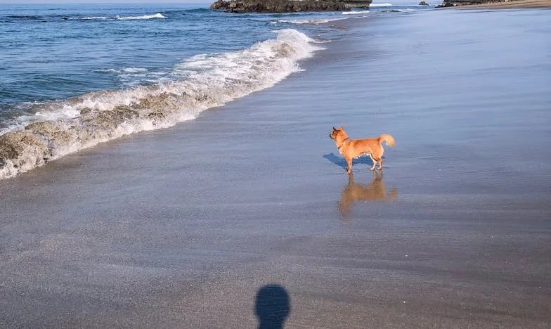 Между живота и смъртта: Дневник на прошката