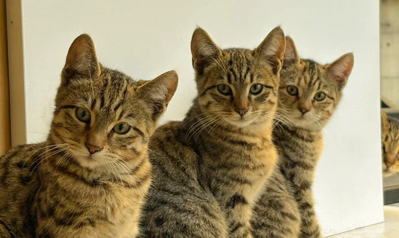 Неочаквани гости: Когато дъщерята на мъжа ми се появи с децата си и куфарите пред вратата