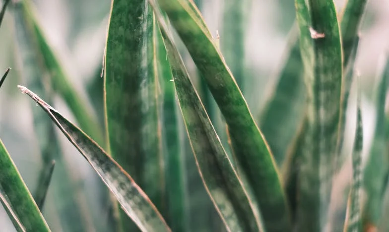 Непоканеният гост: Истината, която променя всичко