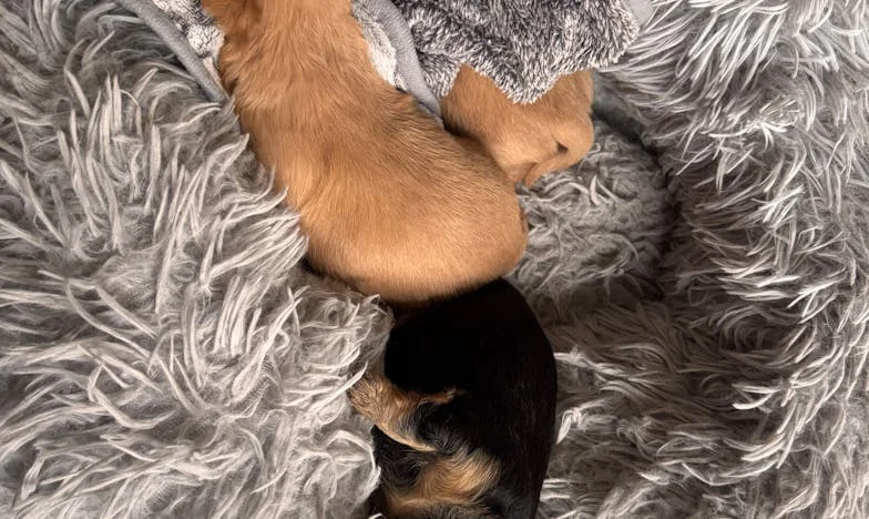 Невидимата домакиня: Разбитият рожден ден