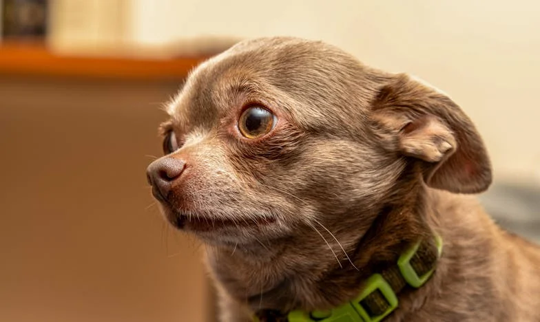 Тестаментът на мама: Когато прошката изглежда невъзможна