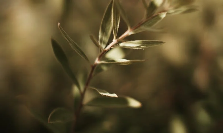 „Това е само семейство, нали? Ще намериш още един бургер за племенника си” – една молба, която преобърна живота ми