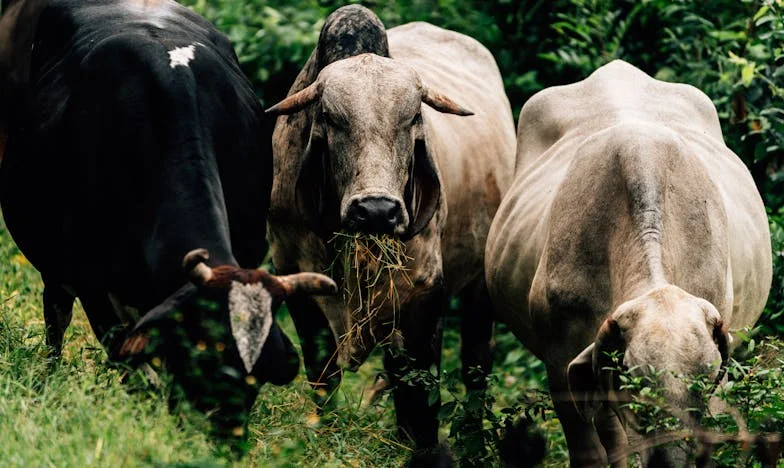 Защо баба вече не идва? История за тишината, която боли