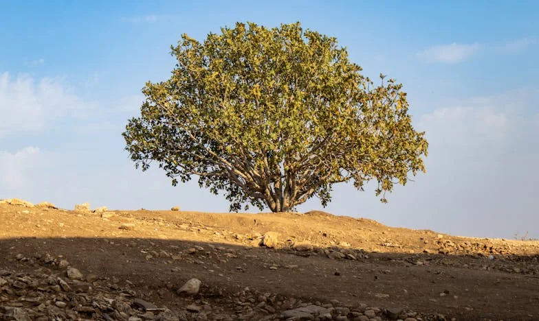 Завещанието, което разби сърцето ми: Всичко остави на нея, а аз останах с празни ръце