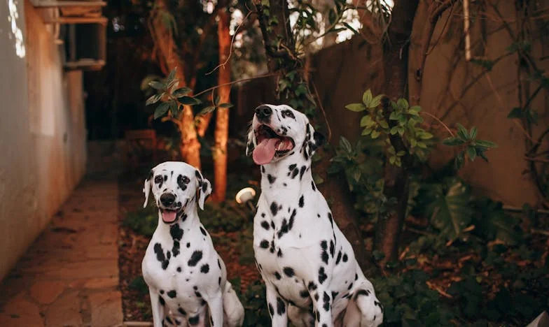 Когато свекървата управлява живота ти: Борбата за лични граници и спокойствие в българското семейство