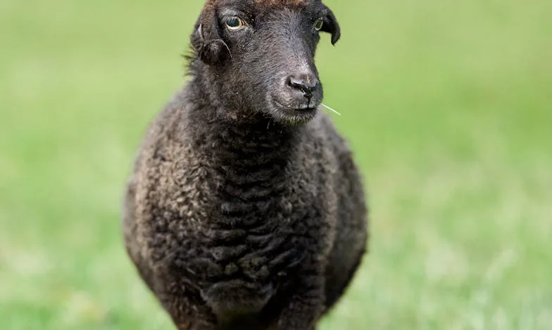 Моята свекърва дойде в бяло на сватбата ми – но аз имах последната дума