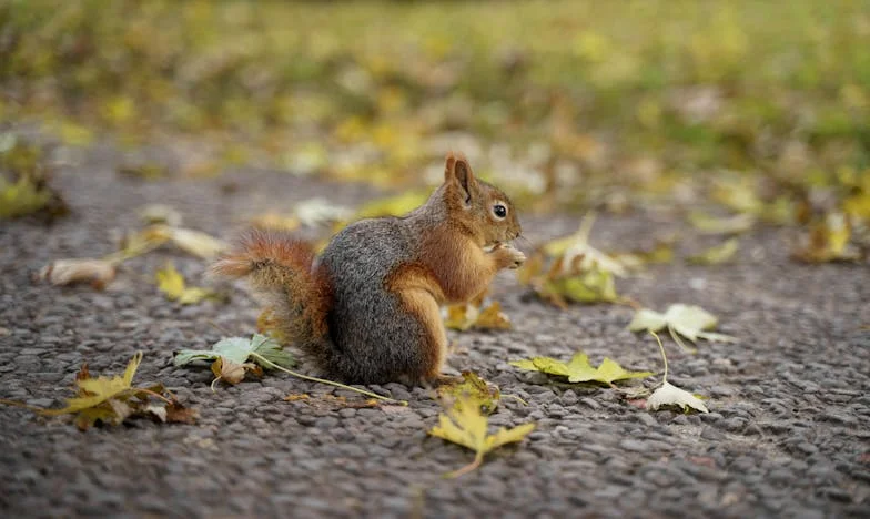 Съботата, в която се осмелих да проговоря: История за изгубената себе си