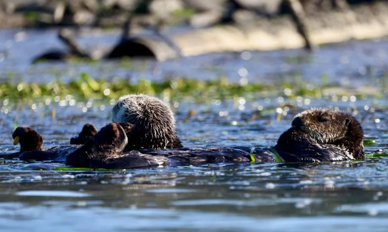 Завещанието: Когато брат ми стана непознат