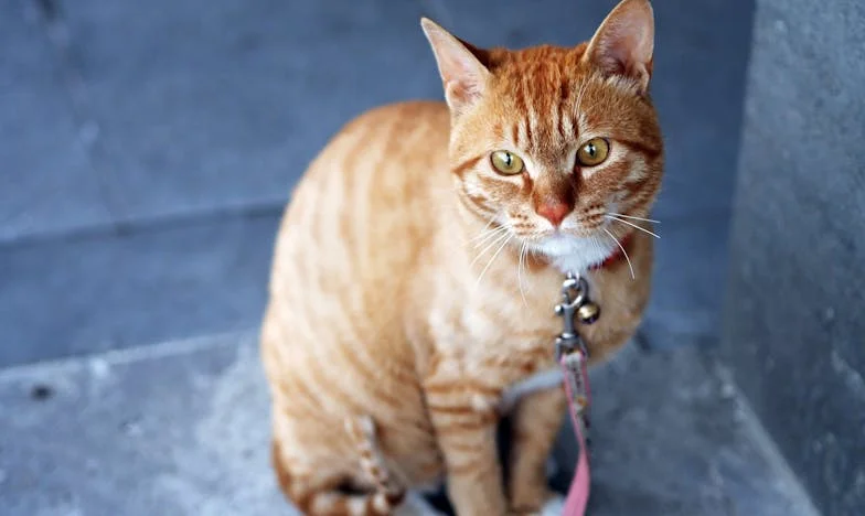 Последният изгрев за Зорница: Историята на една майка, която трябваше да се сбогува с детето си, за да спаси друг живот