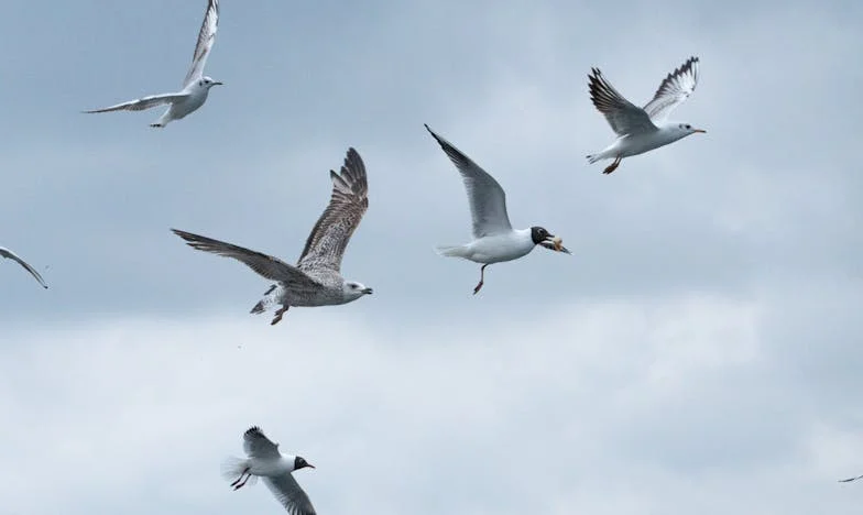 Прости ми, Лейла – Сълзите на свекървата и истината, която боли