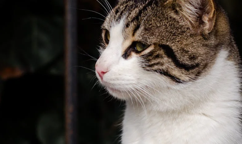 От улицата до звездите: Как гладното момче промени живота ми завинаги