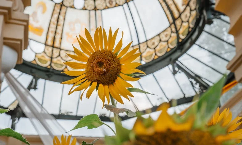 Cena rezygnacji: Historia Marty Wysockiej