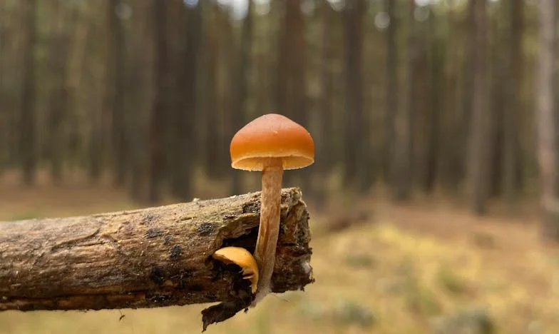 Dramatyczny list od matki: Kiedy własna rodzina żąda alimentów