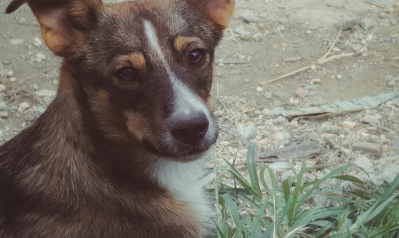 Dwa Skrzydła: Historia Krzysztofa i Bogusławy