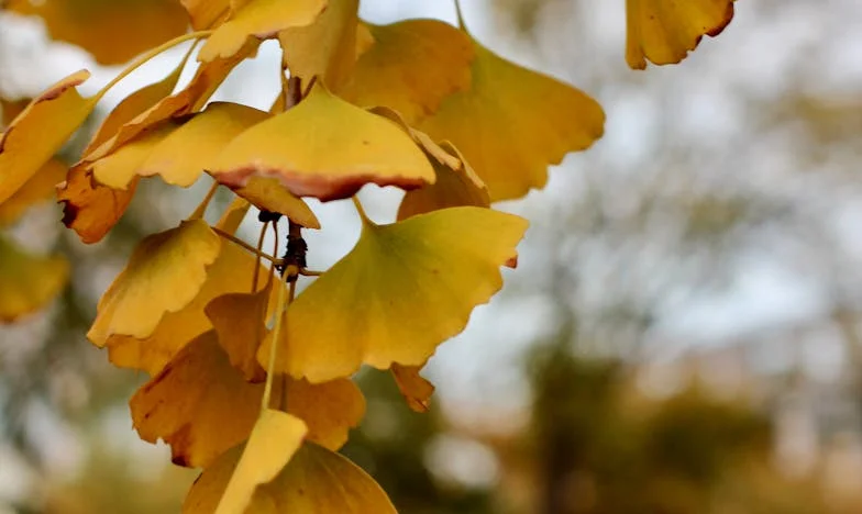 Głodna sąsiadka, która nigdy nie zaznała spokoju: Opowieść z sarajewskiego podwórka