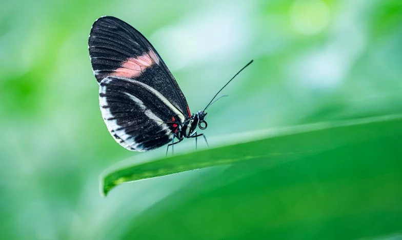 On nie jest twój, ale proszę, zaopiekuj się nim – Historia Alicji