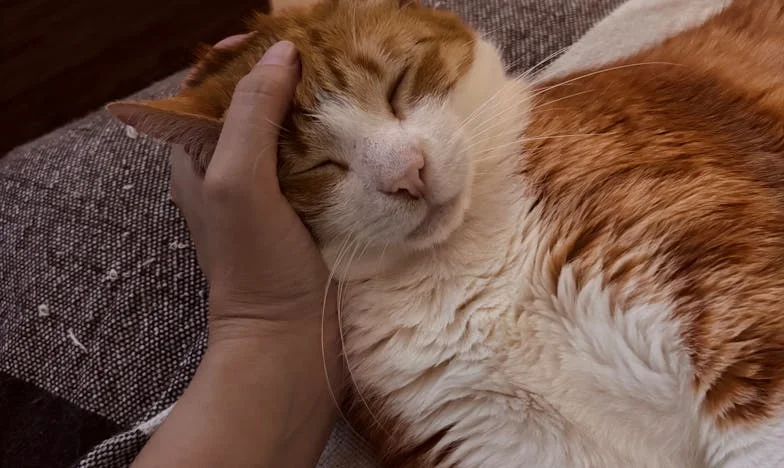 Przygarnęłam mamę – teraz żałuję. Wstydzę się przed znajomymi, a nie mogę jej odesłać