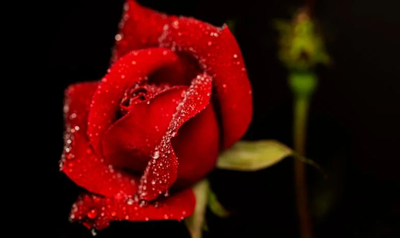 Siedem dni, które zmieniły wszystko: Matczyna walka o syna