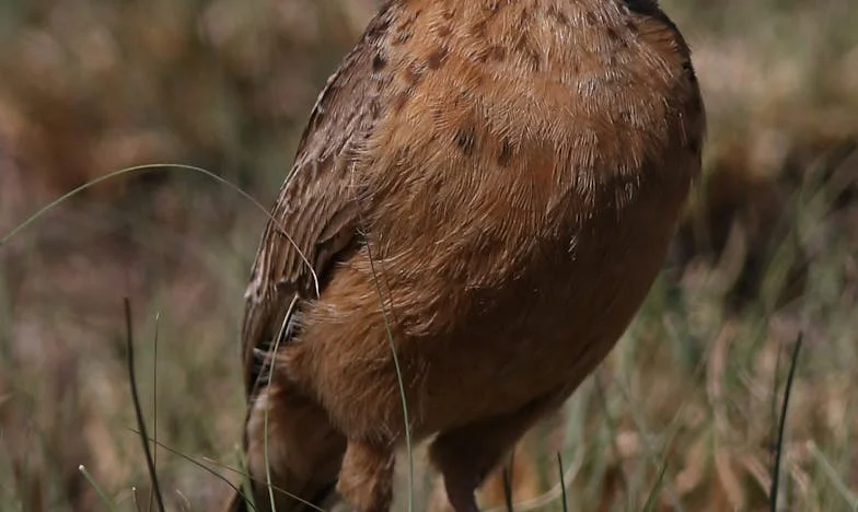 Smutek w blokowisku: Historia Anny Kowalskiej z warszawskiego Ursynowa